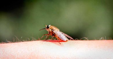 Jetzt handeln: Fliegengitter schützen Menschen und Insekten Stechmücke auf Arm