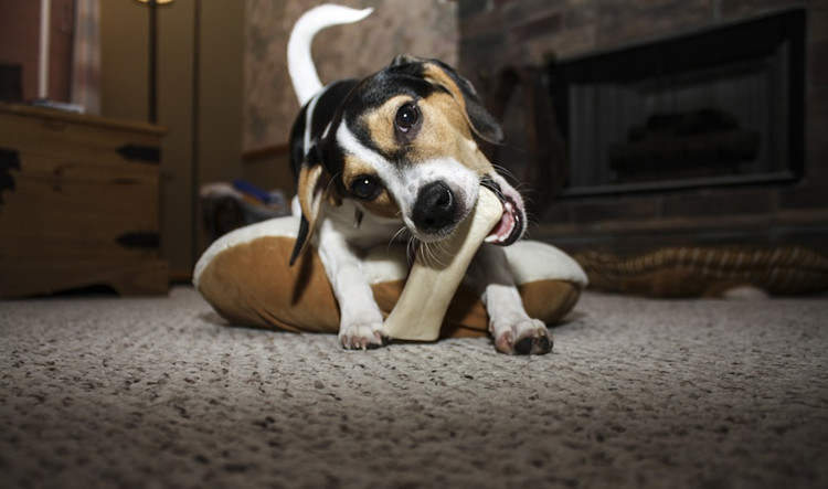 Hund, der an einem Knochen kaut