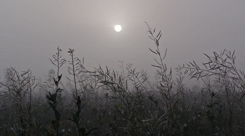 Gräser im Nebel