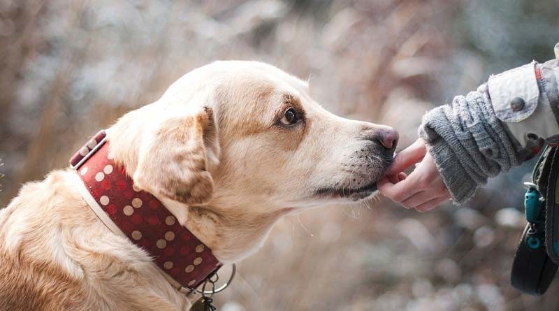 Labrador bekommt Leckerli