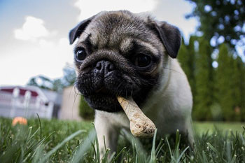 Mops mit Kauknochen