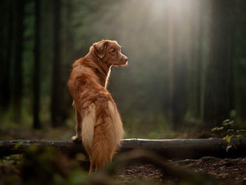 Retriever im Wald