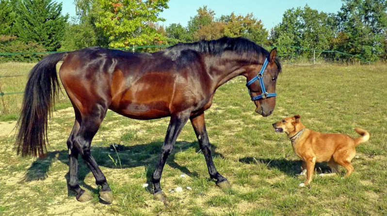 Pferd und Hund begegnen sich auf einer Koppel