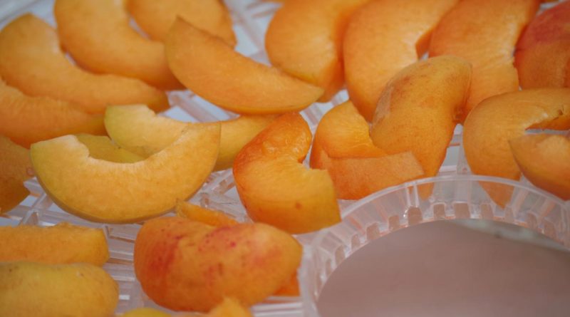 Aprikosenscheiben auf einem Trockensieb