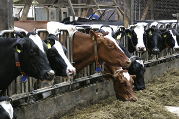 Kühe in einem Stall