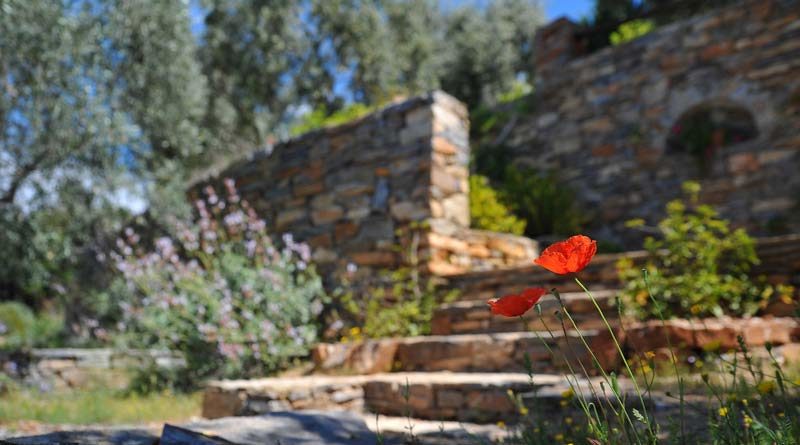 Zwei Mohnblumen in einem Garten vor einer Ziegelmauer