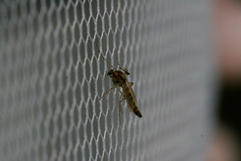 Fliege, die durch ein Fliegengitter daran gehindert wird, in ein Haus zu fliegen