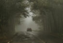 Ein Auto, das auf einer einsamen Straße durch einen neblig-feuchten Wald fährt.