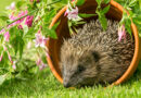 Igel, der in einem Naturgarten in einem umgefallenen Tonblumentopf sitzt.