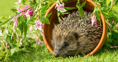 Igel, der in einem Naturgarten in einem umgefallenen Tonblumentopf sitzt.