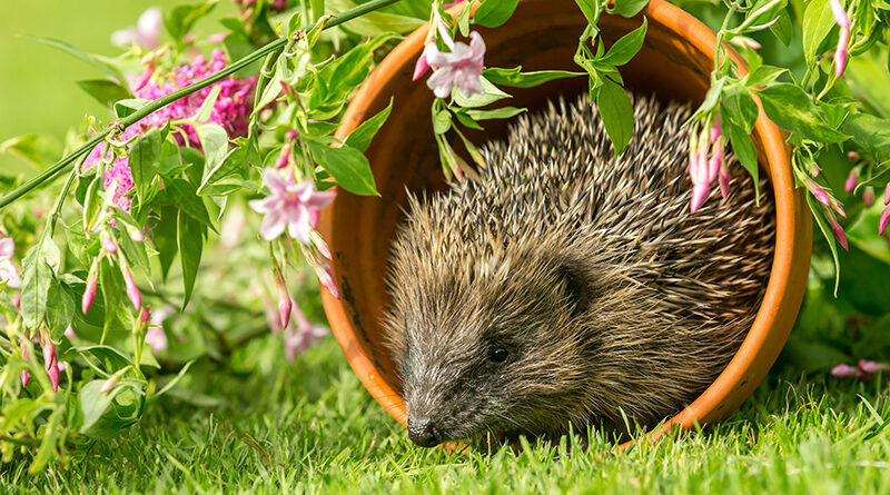 Igel, der in einem Naturgarten in einem umgefallenen Tonblumentopf sitzt.