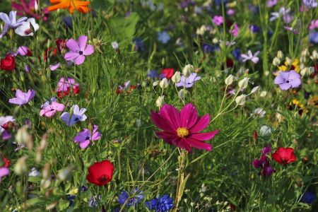 Blumenwiese mit verschiedenen bunten Blumen soll Blog-Werbung versinnbildlichen