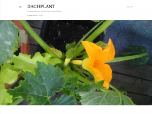 Screenshot des Blogs dachplant