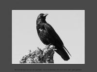 Screenshot des Blogs Tiere und Natur