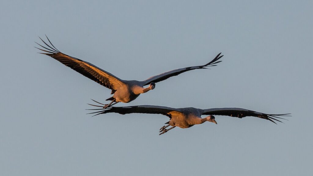 Zwei Kraniche fliegen mit ausgebreiteten Flügeln im warmen Morgenlicht vor blauem Himmel.