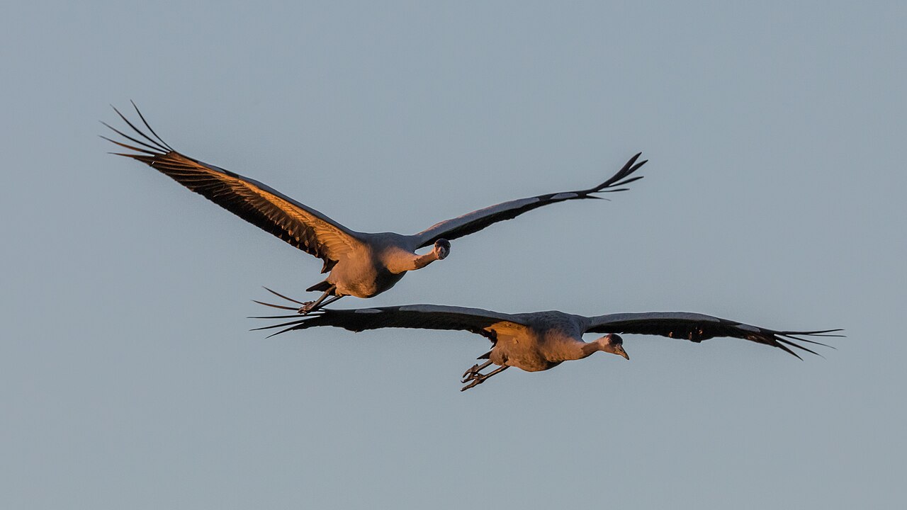 Zwei Kraniche fliegen mit ausgebreiteten Flügeln im warmen Morgenlicht vor blauem Himmel.