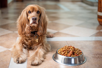 Cockerspaniel neben seinem Fressnapf