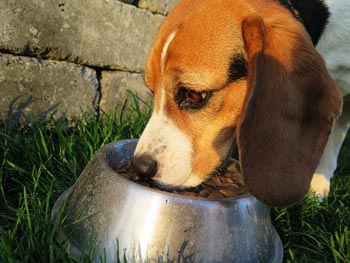 Beagle beim Fressen