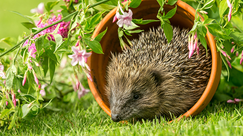 Igel, der in einem Naturgarten in einem umgefallenen Tonblumentopf sitzt.