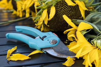 Gartenschere auf einem Gartentisch