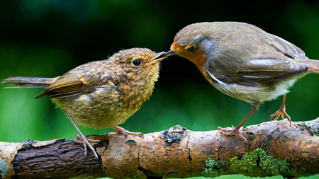 Zwei Rotkehlchen auf einem Ast, der Altvogel füttert den Jungvogel im Naturgarten