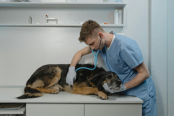 Tierarzt untersucht einen kranken Hund